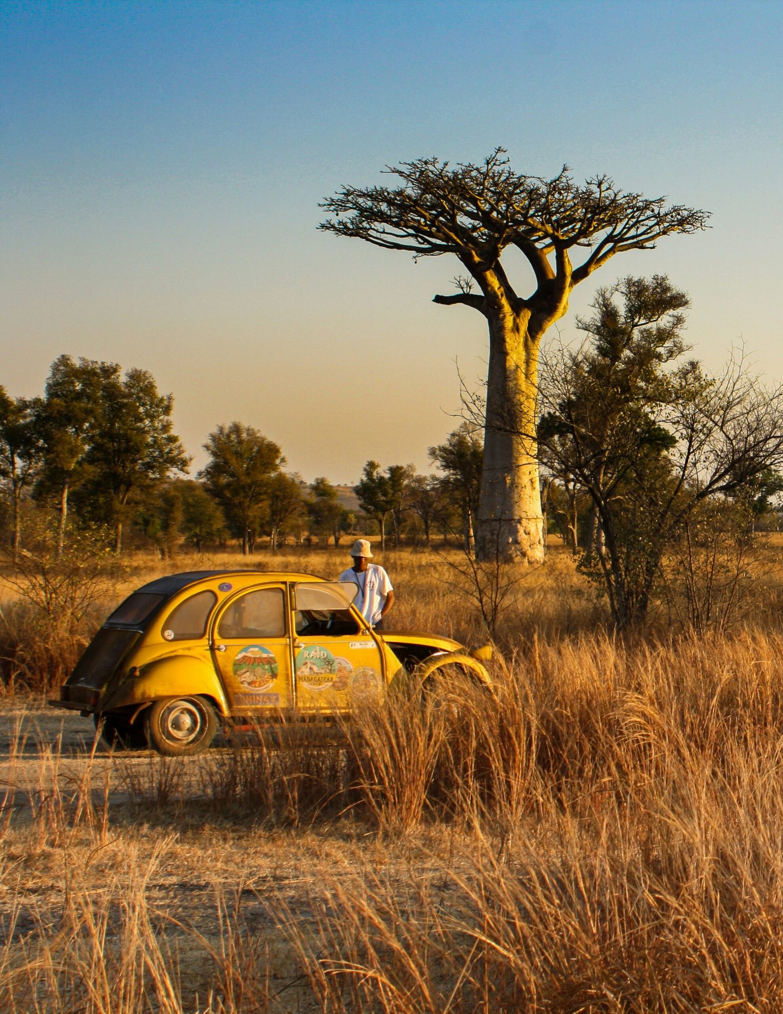 Avenue of the Baobabs, Madagascar