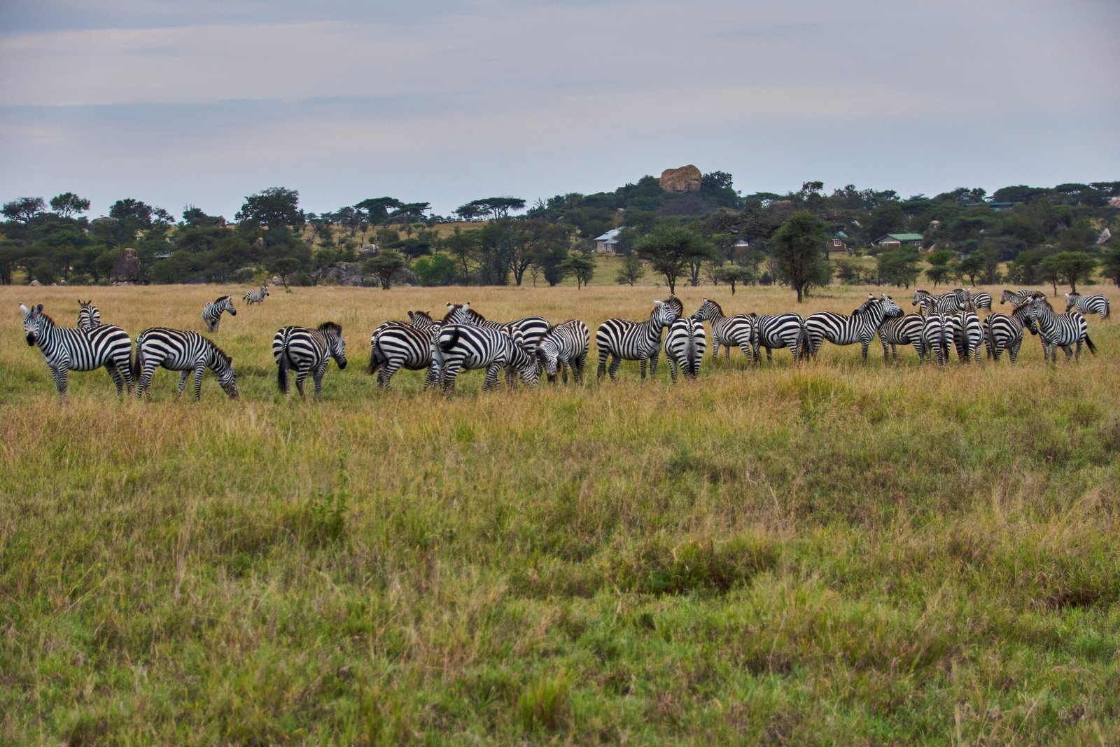 Serengeti National Park, Tanzania